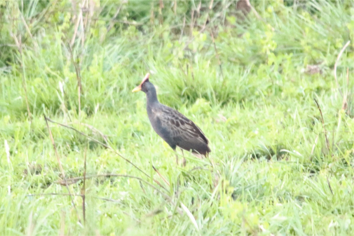 Watercock - Ajay Sarvagnam