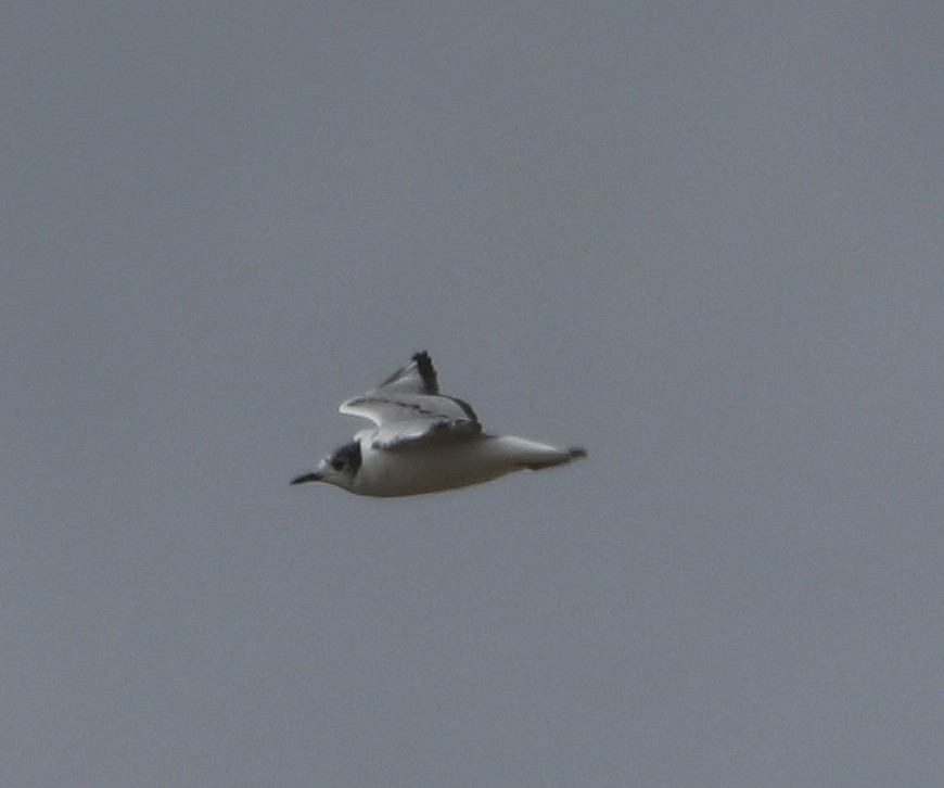 Bonaparte's Gull - ML345291861