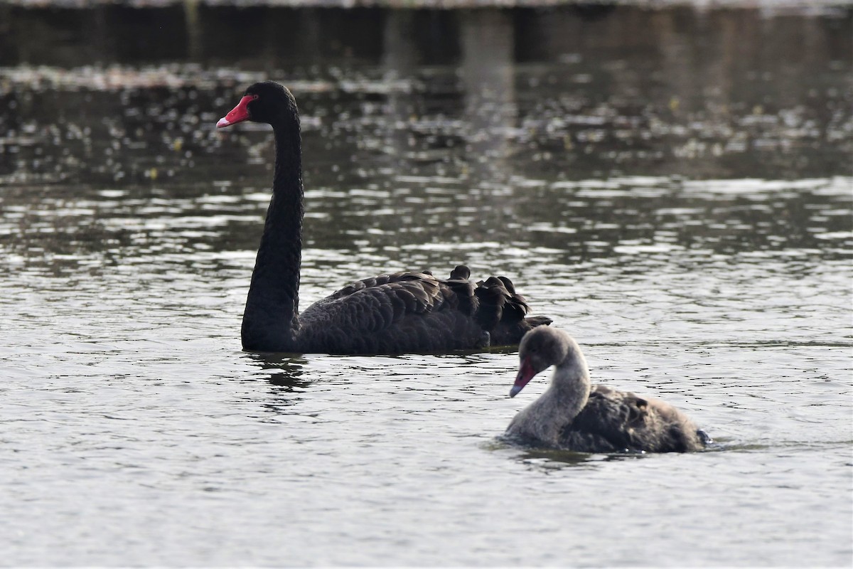Black Swan - Alfons  Lawen
