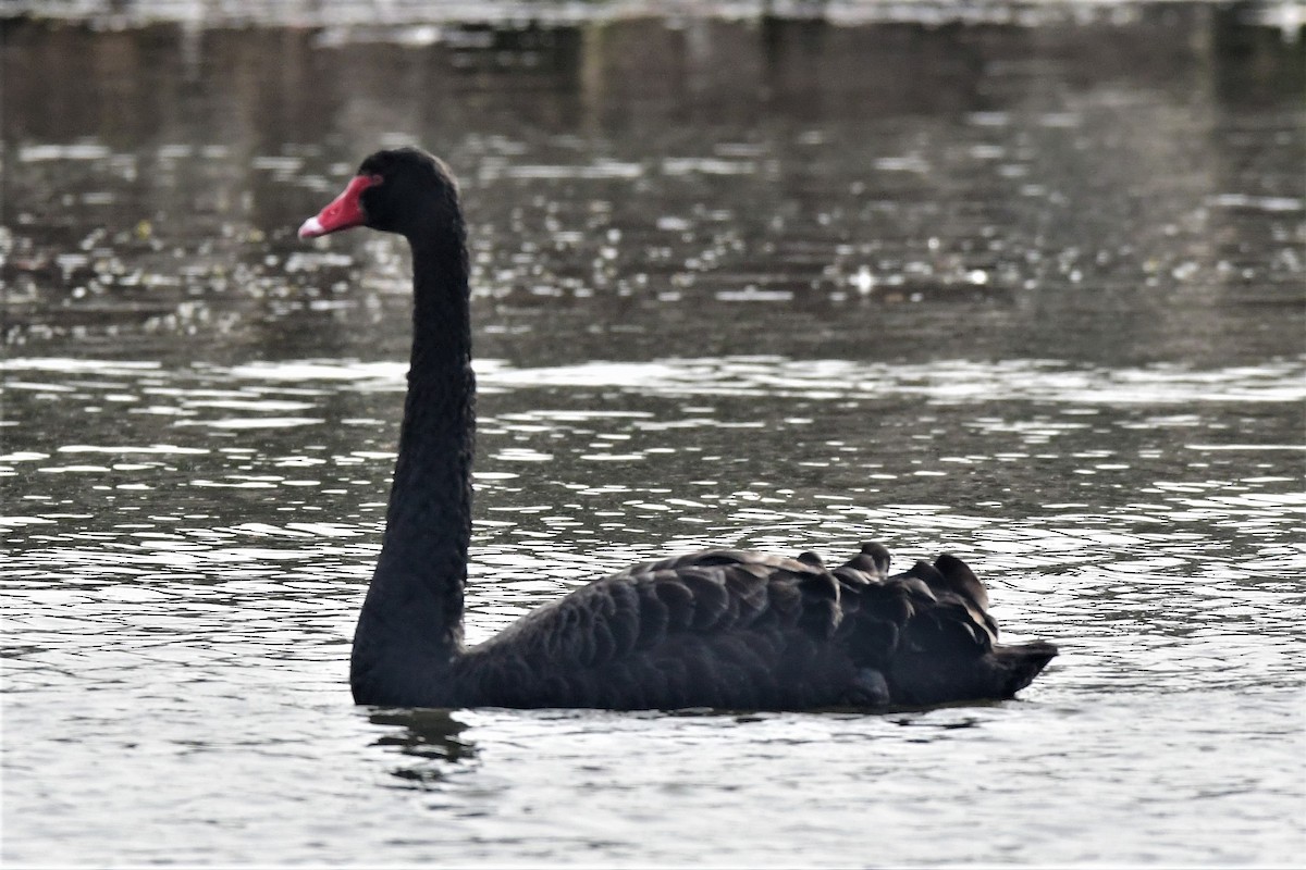 Black Swan - Alfons  Lawen