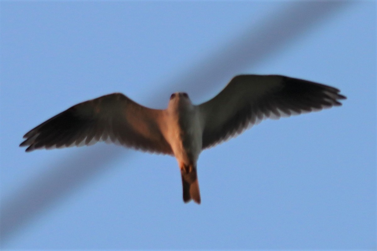 Black-winged Kite - Ajay Sarvagnam