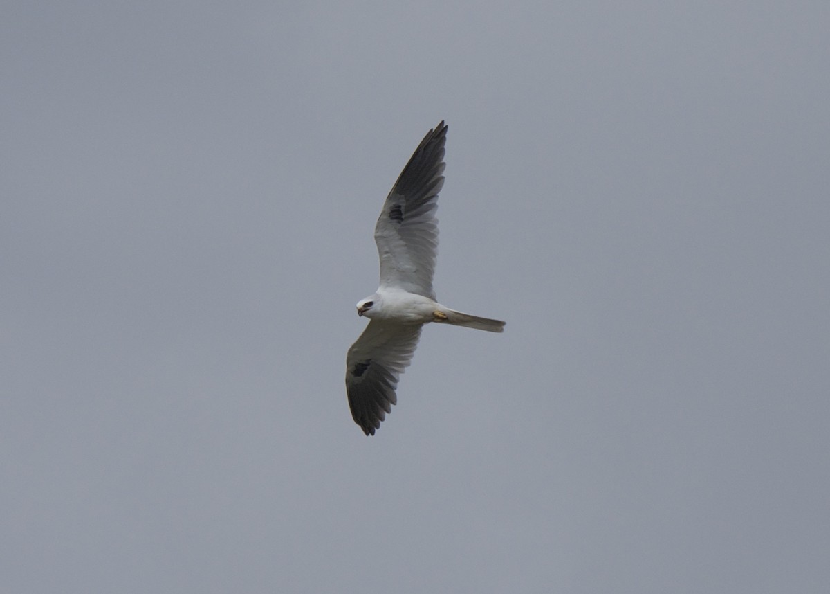 White-tailed Kite - Christopher Eliot