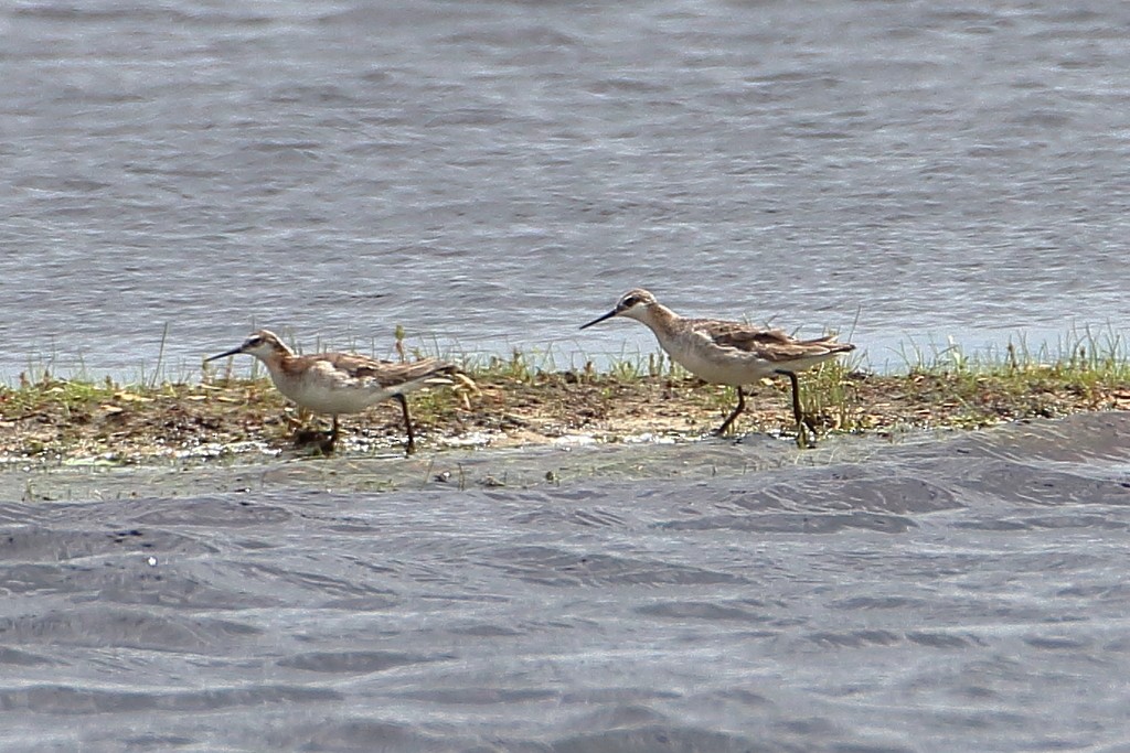 Wilson's Phalarope - ML345300301