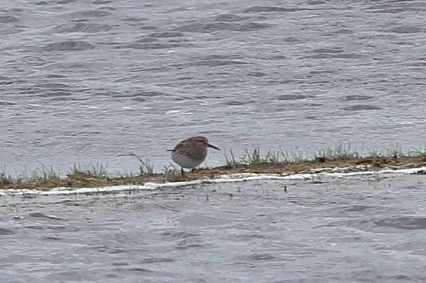 Pectoral Sandpiper - ML345300311