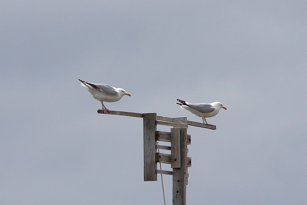 Herring Gull - ML345300661