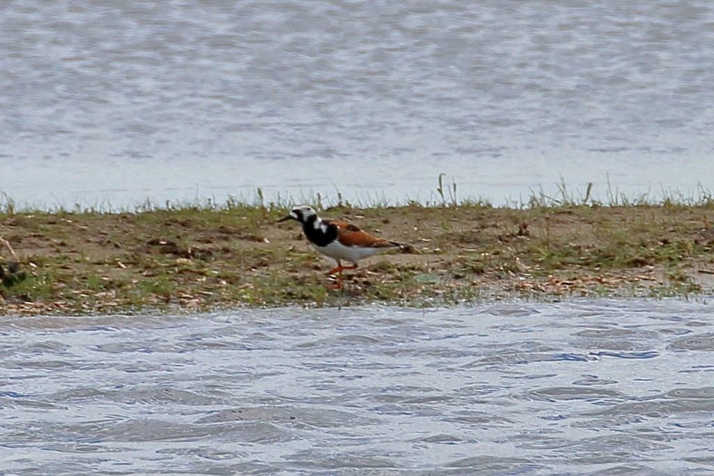 Ruddy Turnstone - ML345300681