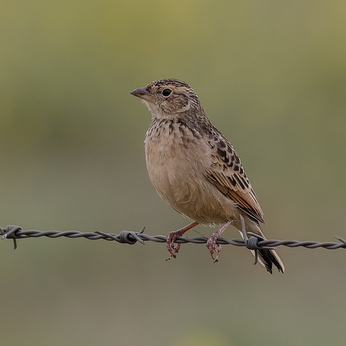 Singing Bushlark (Australasian) - ML345301021