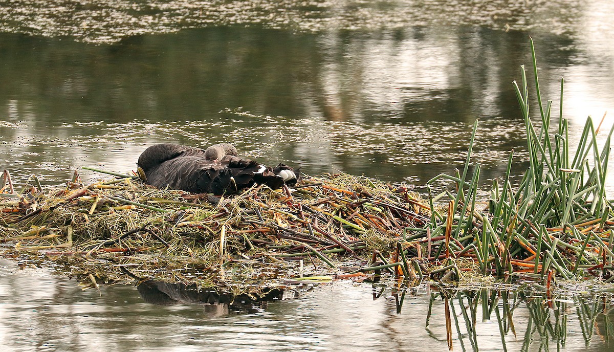 Black Swan - ML345303171