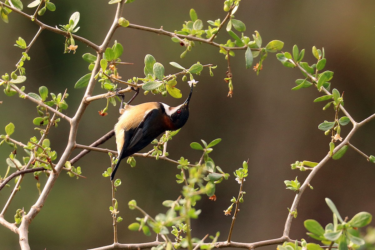 Eastern Spinebill - ML345303191