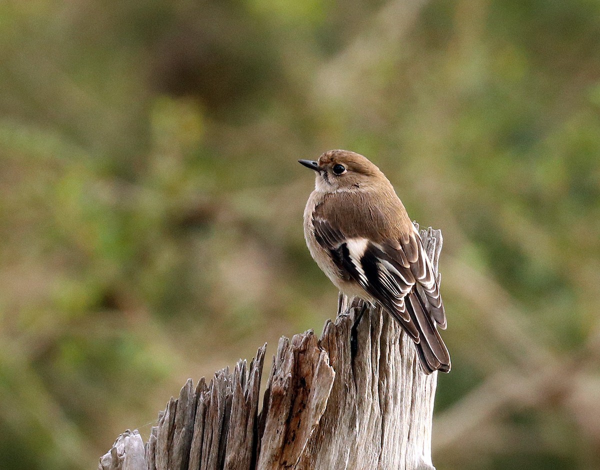 Flame Robin - ML345303201