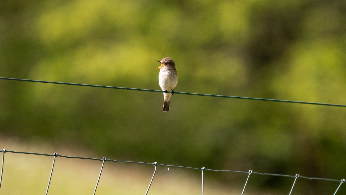 Spotted Flycatcher - Darren Taylor