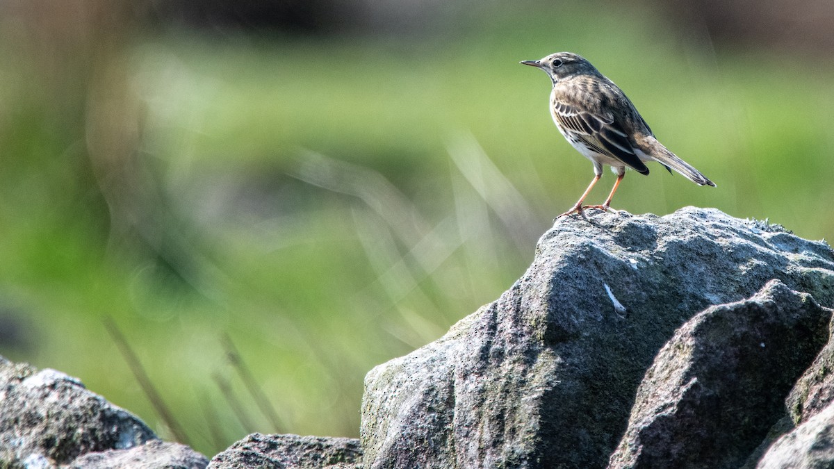 Meadow Pipit - Darren Taylor