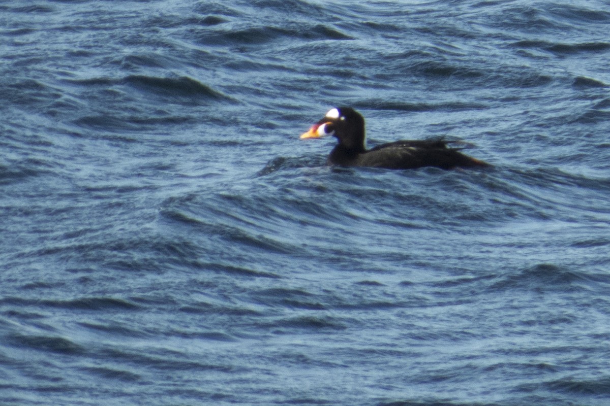 Surf Scoter - Greg Bodker