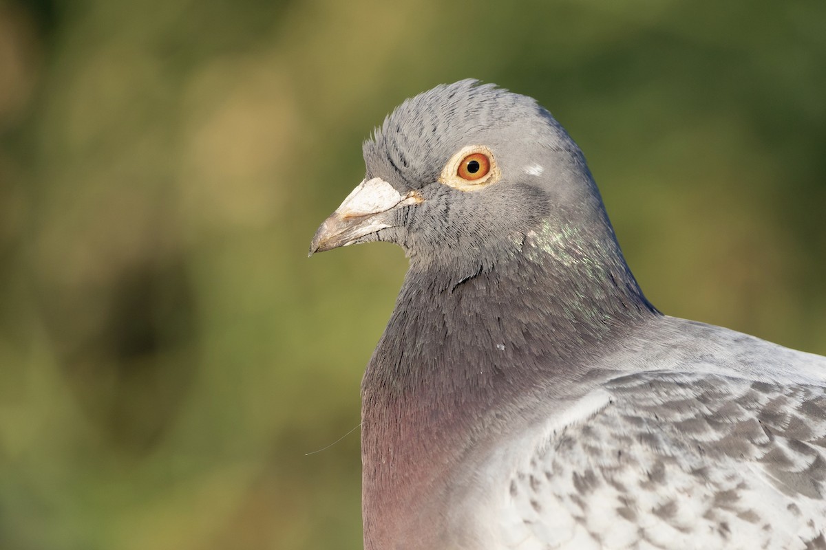 Rock Pigeon - ML345309021