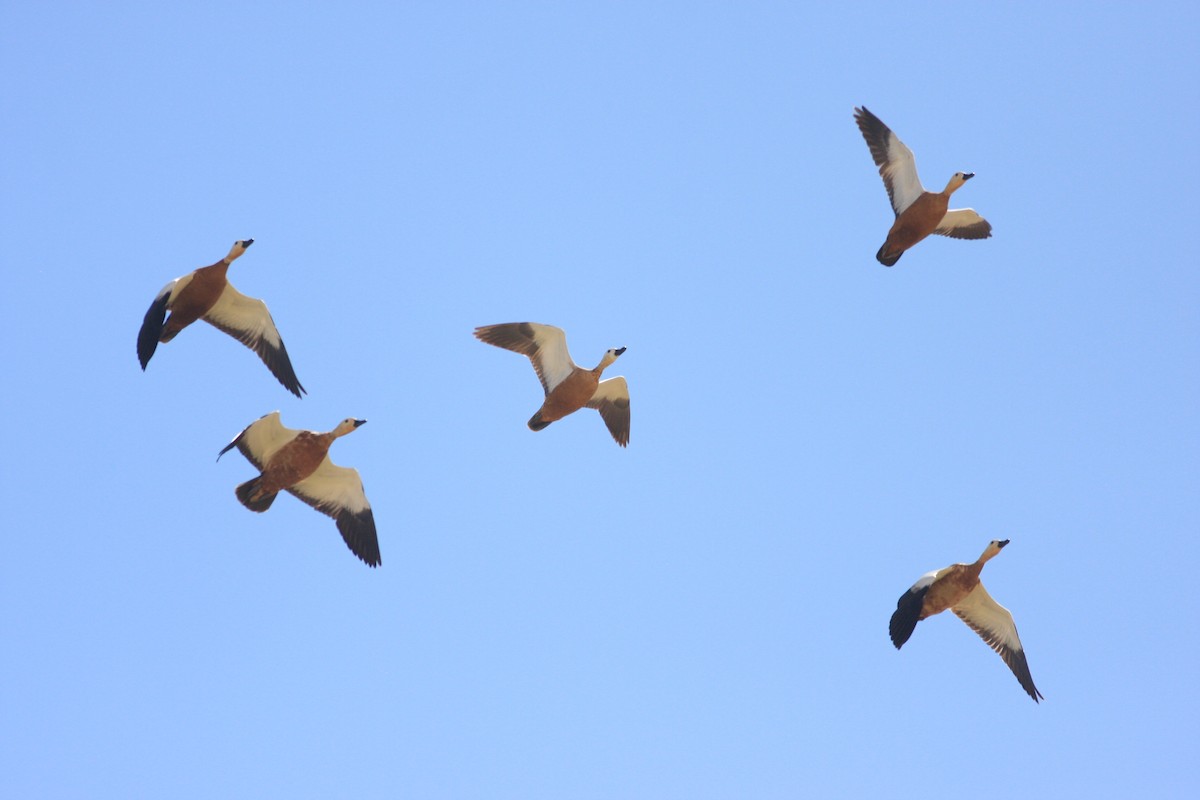 Ruddy Shelduck - ML345309461