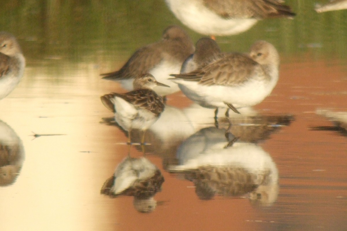 Long-toed Stint - ML345310371