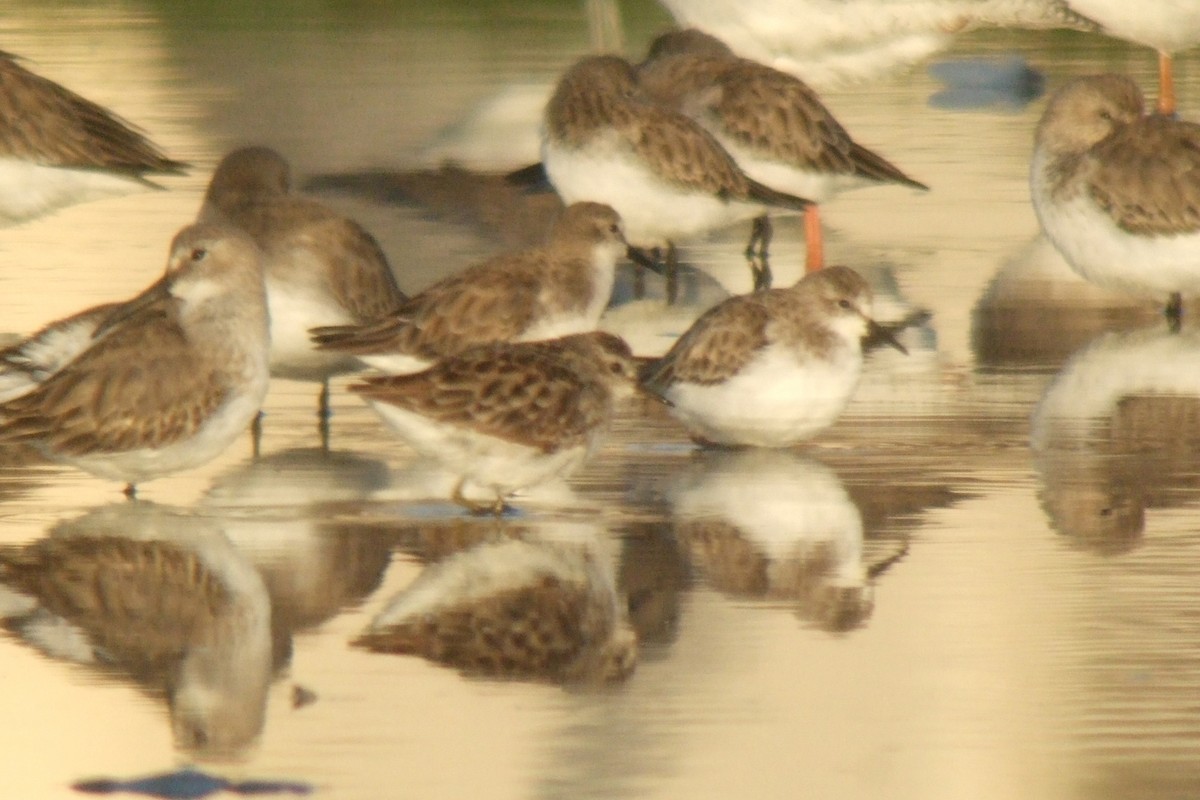 Long-toed Stint - ML345310381