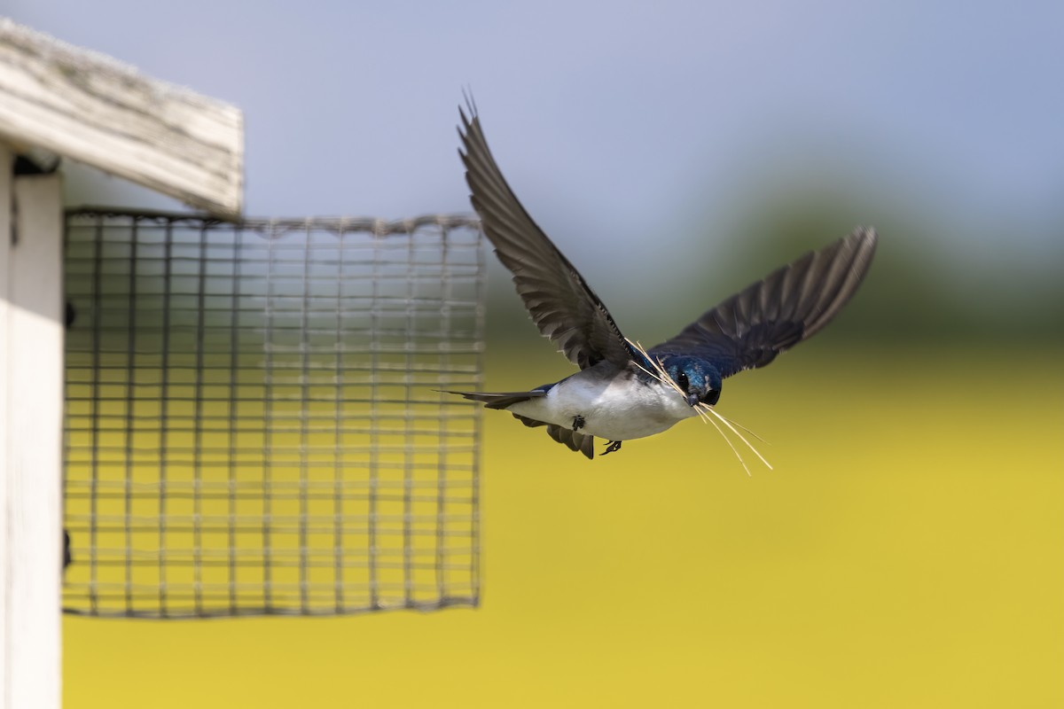 Tree Swallow - Matt Felperin