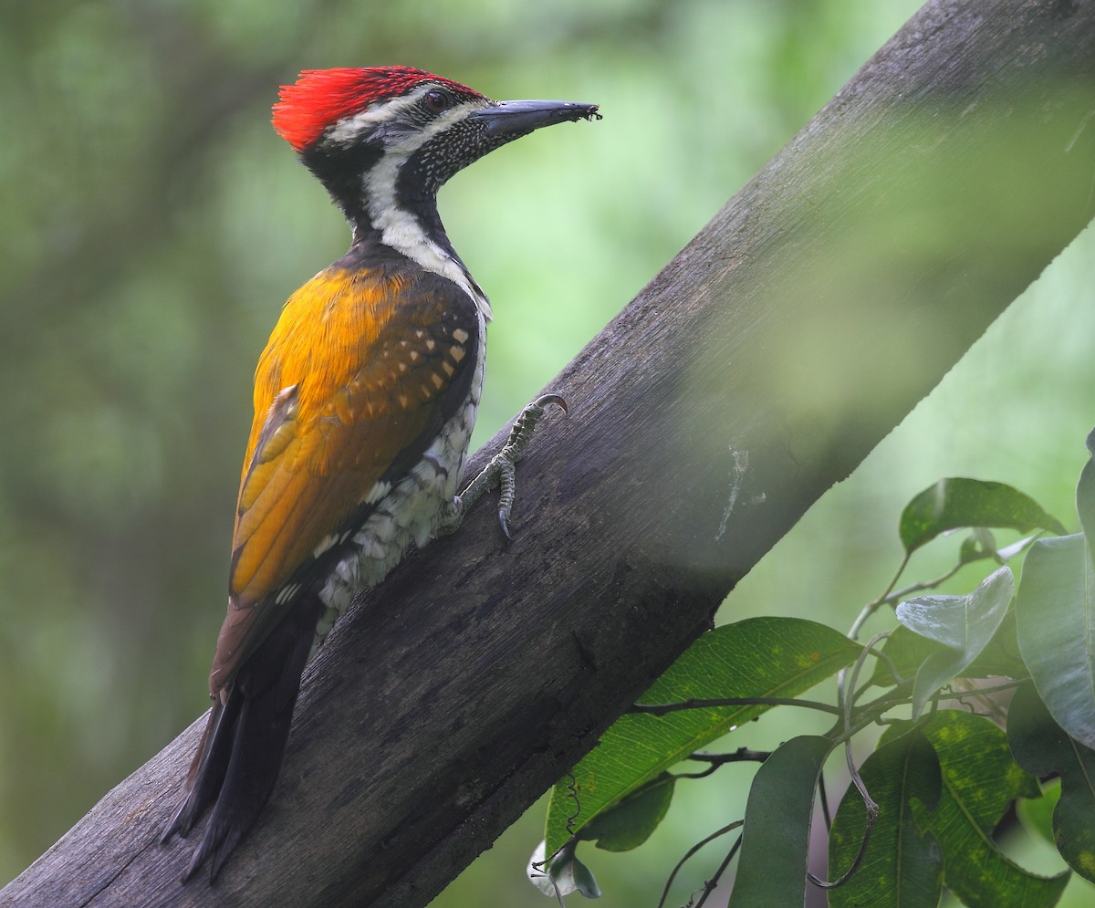 Black-rumped Flameback - Krishnan Sivasubramanian