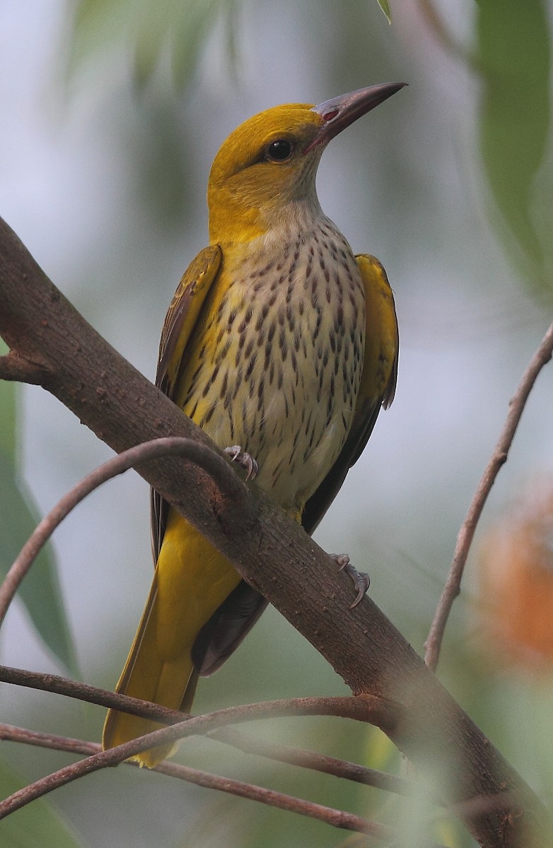 Indian Golden Oriole - Krishnan Sivasubramanian