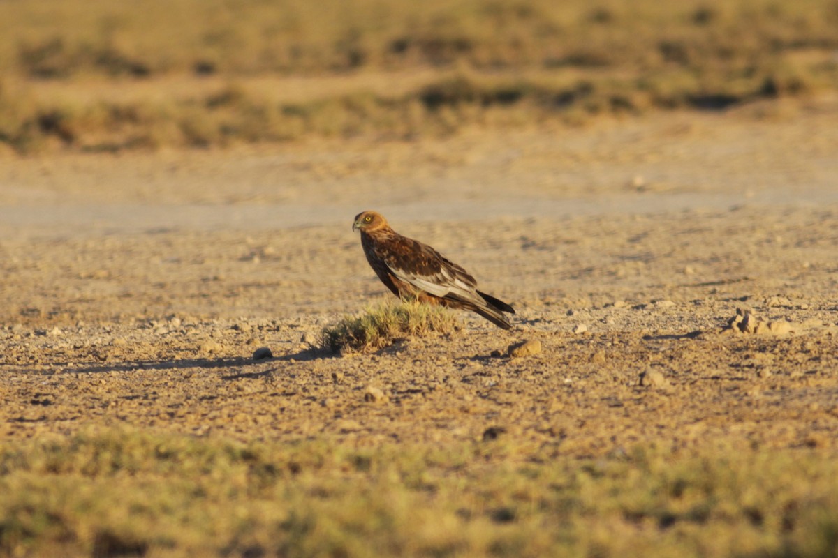 Western Marsh Harrier - ML345312901