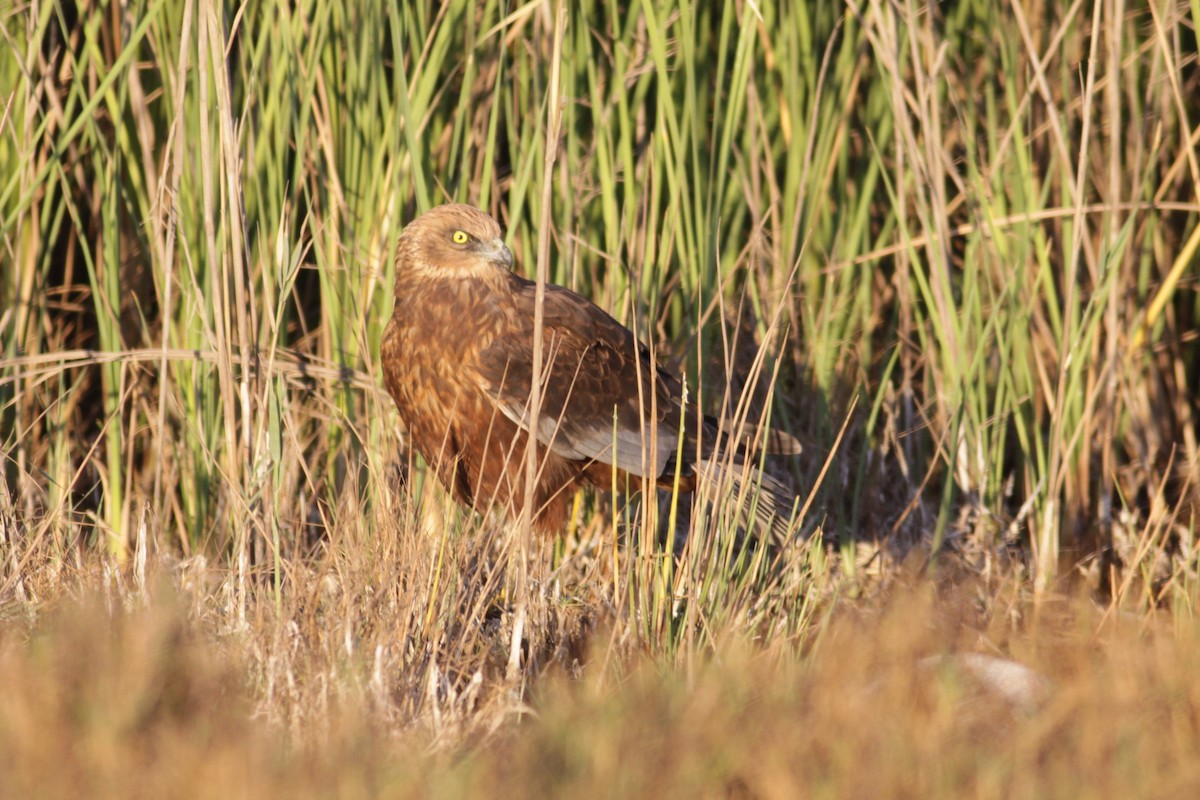 Western Marsh Harrier - ML345312931