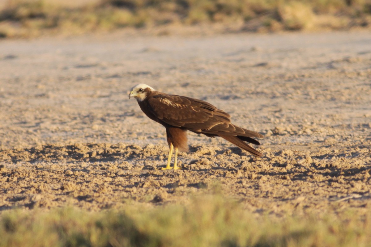 Western Marsh Harrier - ML345312941