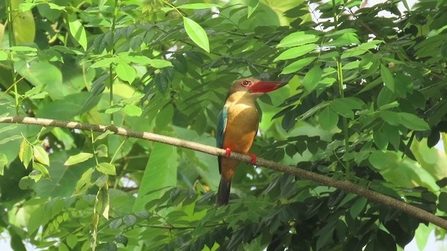 Stork-billed Kingfisher - ML345313321