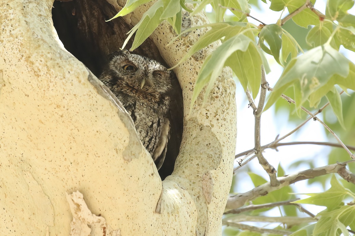 Whiskered Screech-Owl - ML345315271