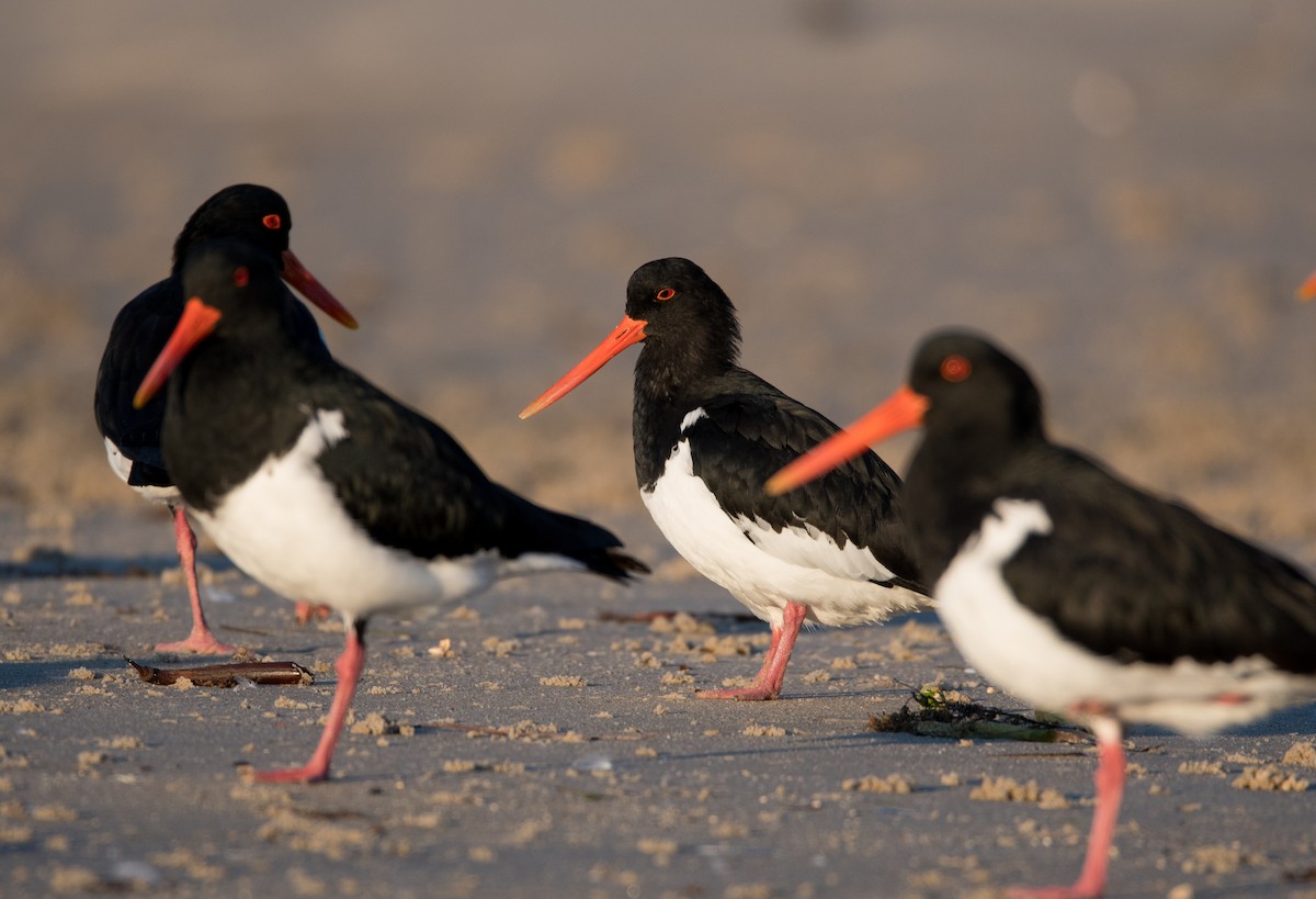 South Island Oystercatcher - Nik Mulconray