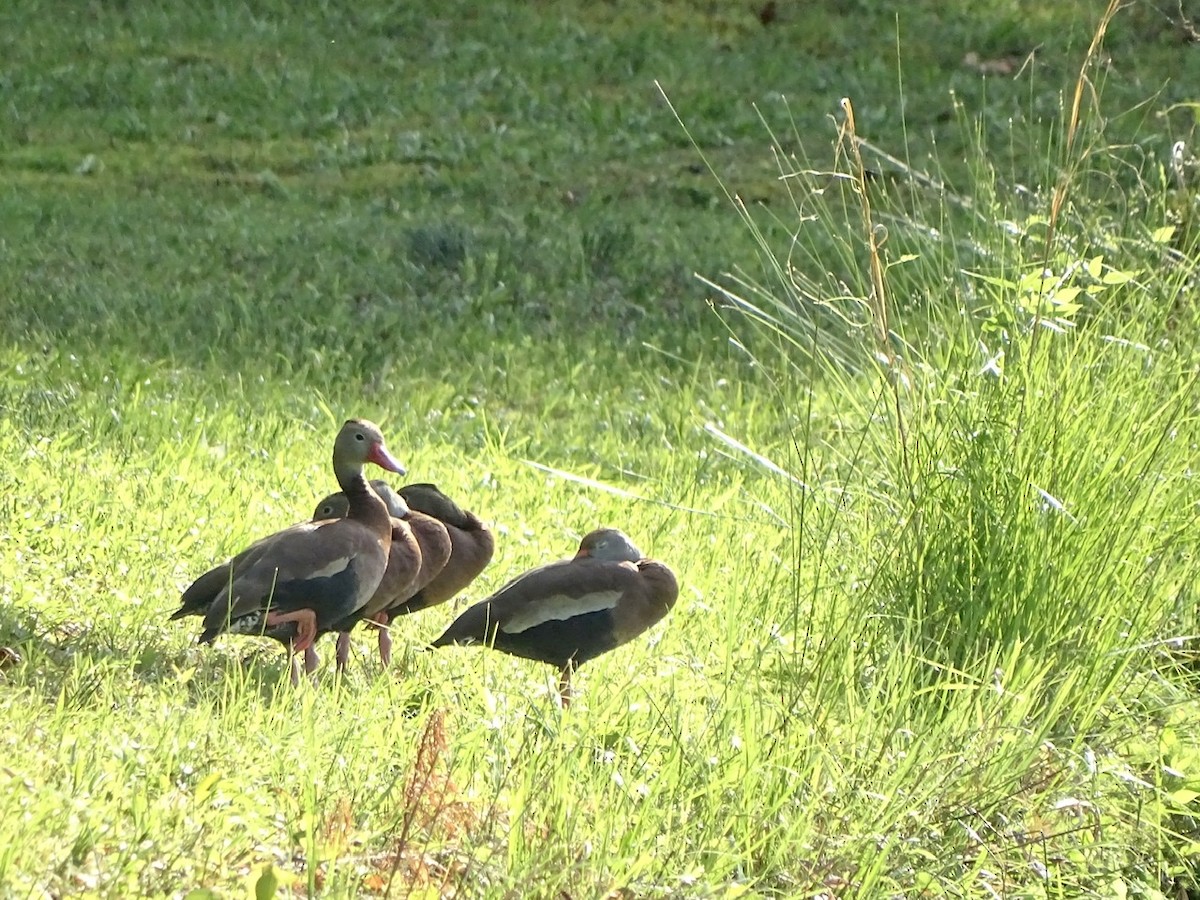 Black-bellied Whistling-Duck - Fleeta Chauvigne