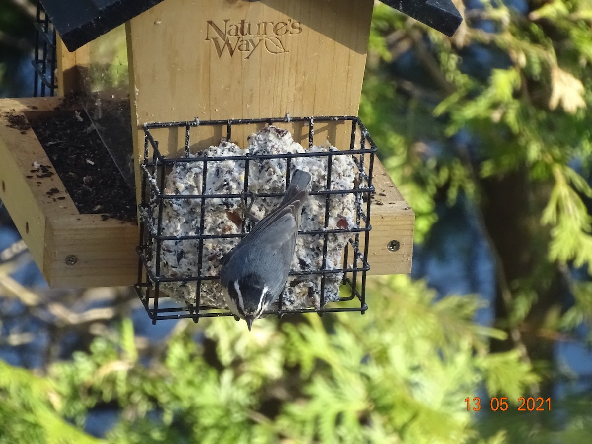 White-breasted Nuthatch - Luc Cote