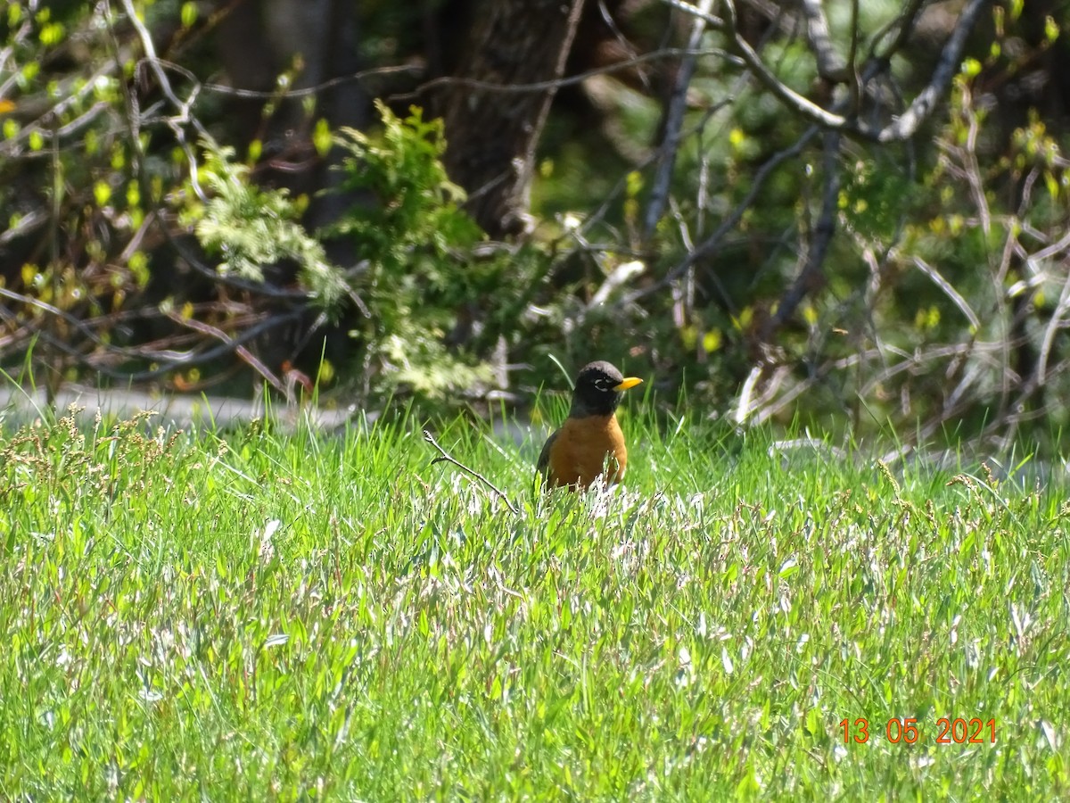 Дрізд мандрівний - ML345318571