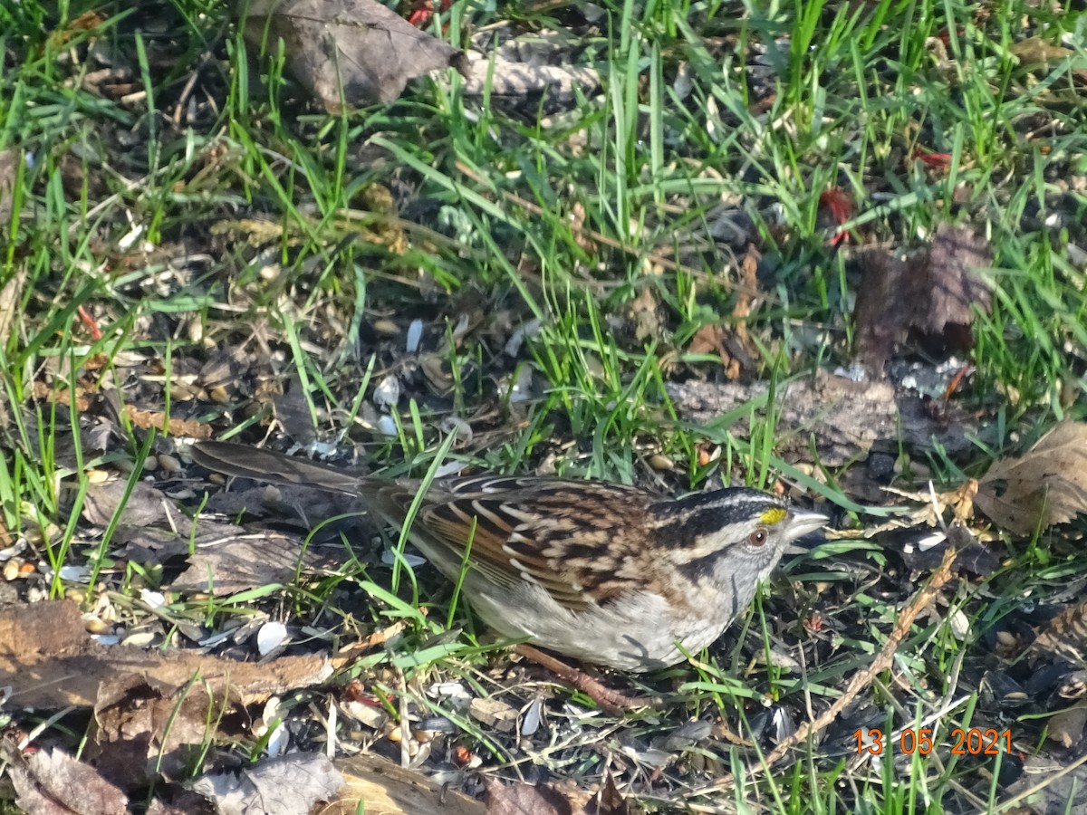 White-throated Sparrow - ML345319591