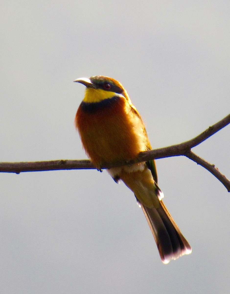 Cinnamon-chested Bee-eater - Mark Sopko