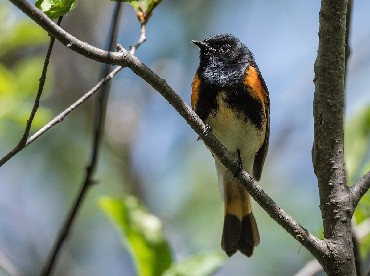 American Redstart - Simon Boivin