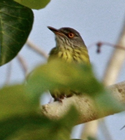 Spotted Tody-Flycatcher - ML345320501