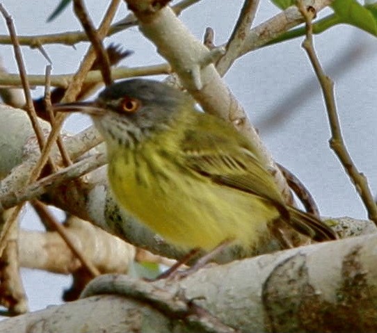 Spotted Tody-Flycatcher - ML345320541