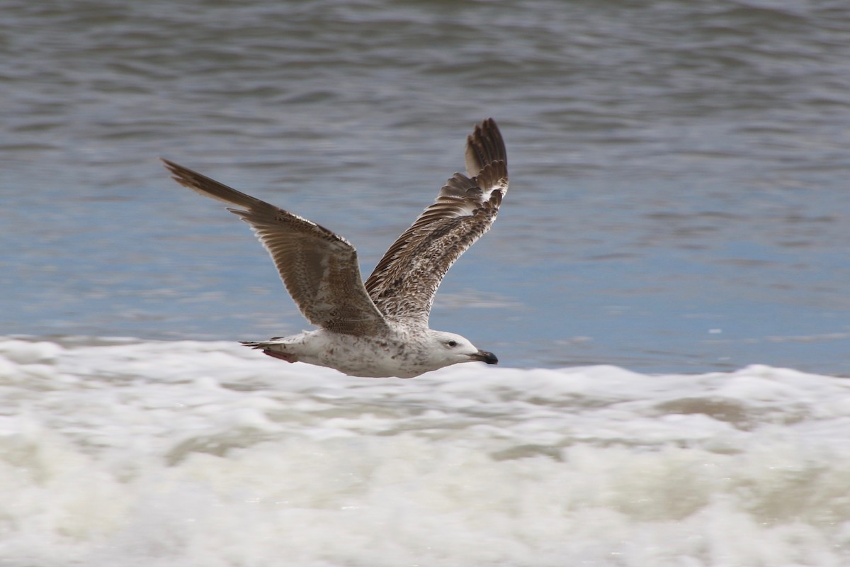 Great Black-backed Gull - E R