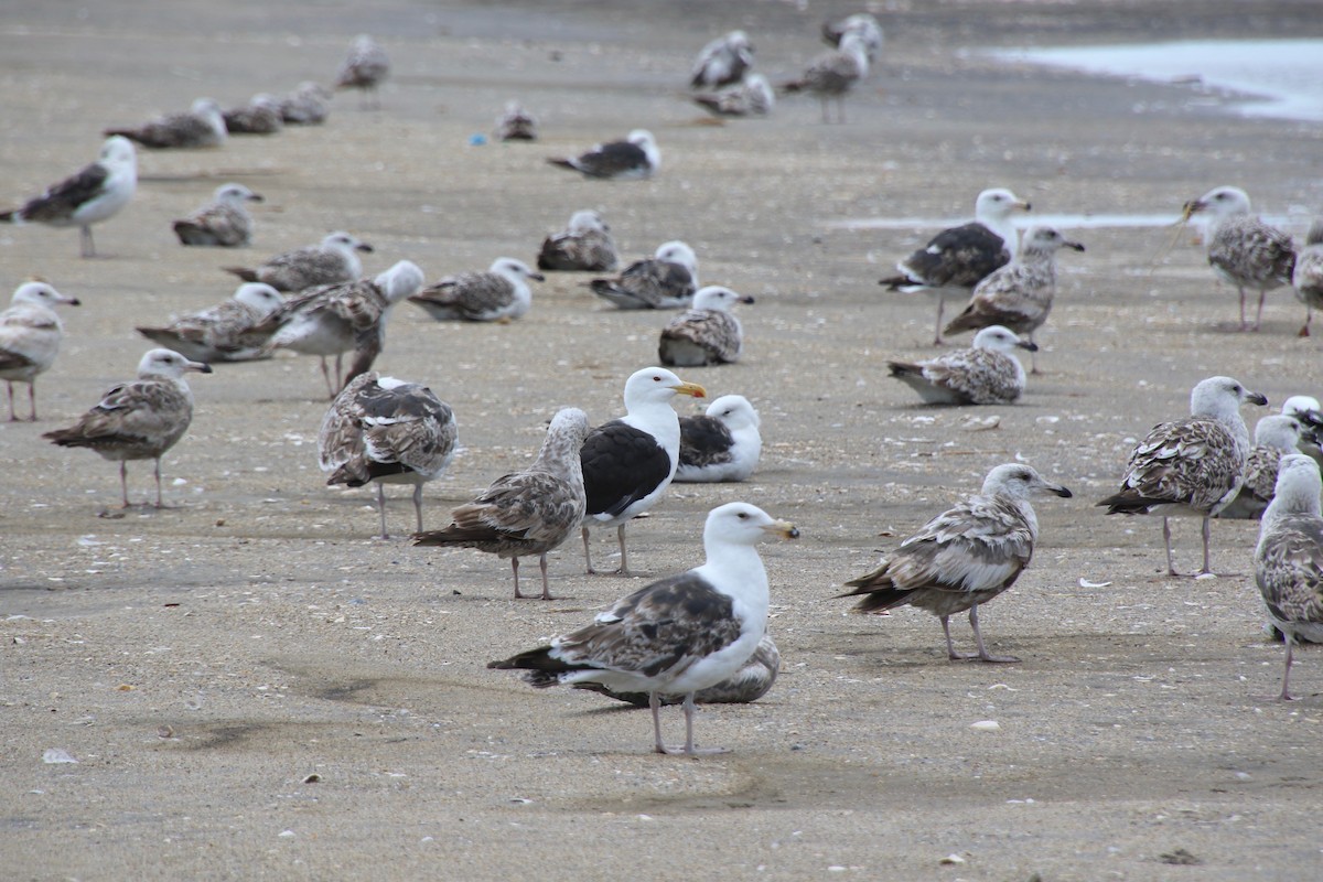 Great Black-backed Gull - E R