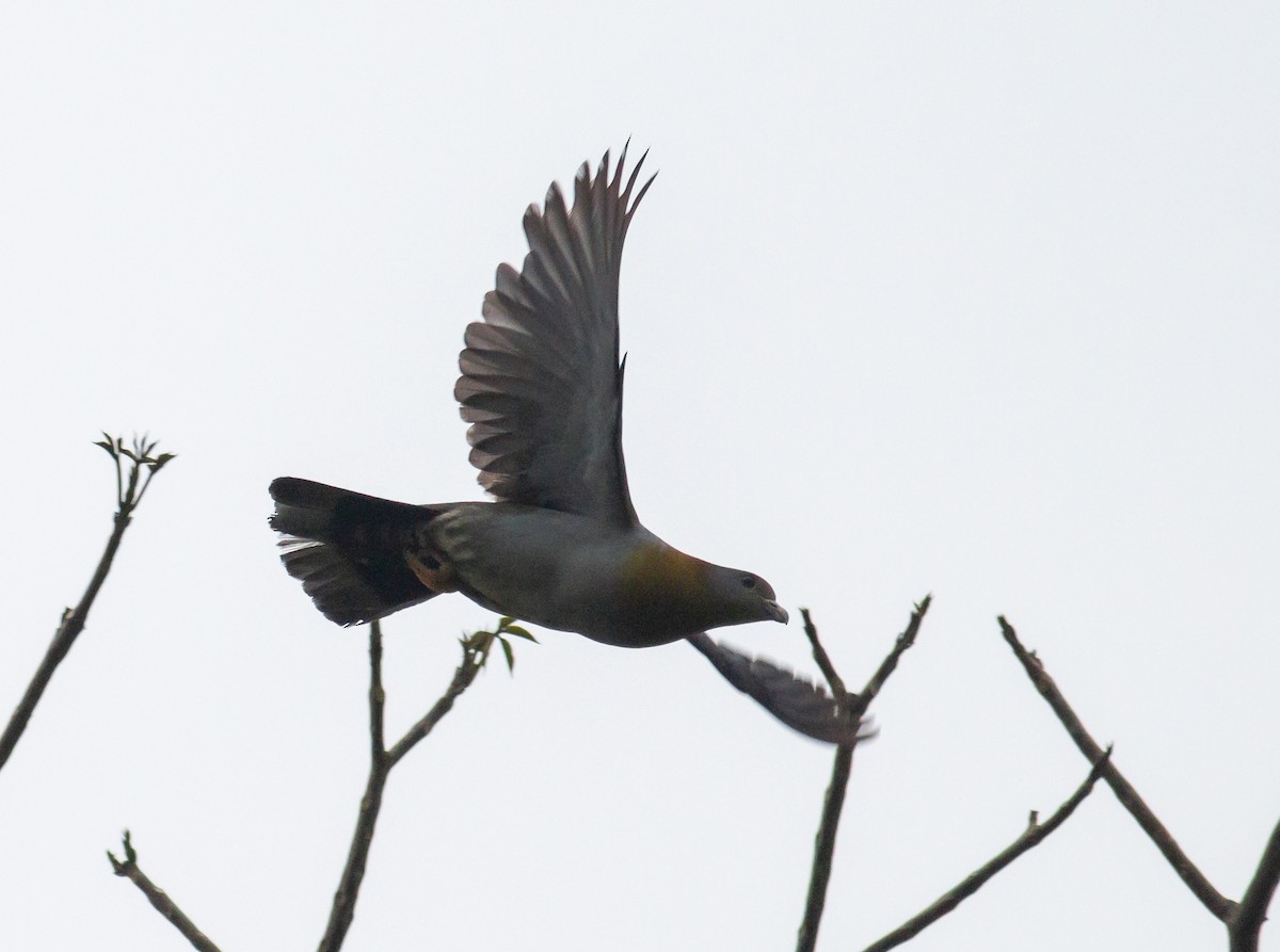 Yellow-footed Green-Pigeon - ML345326141