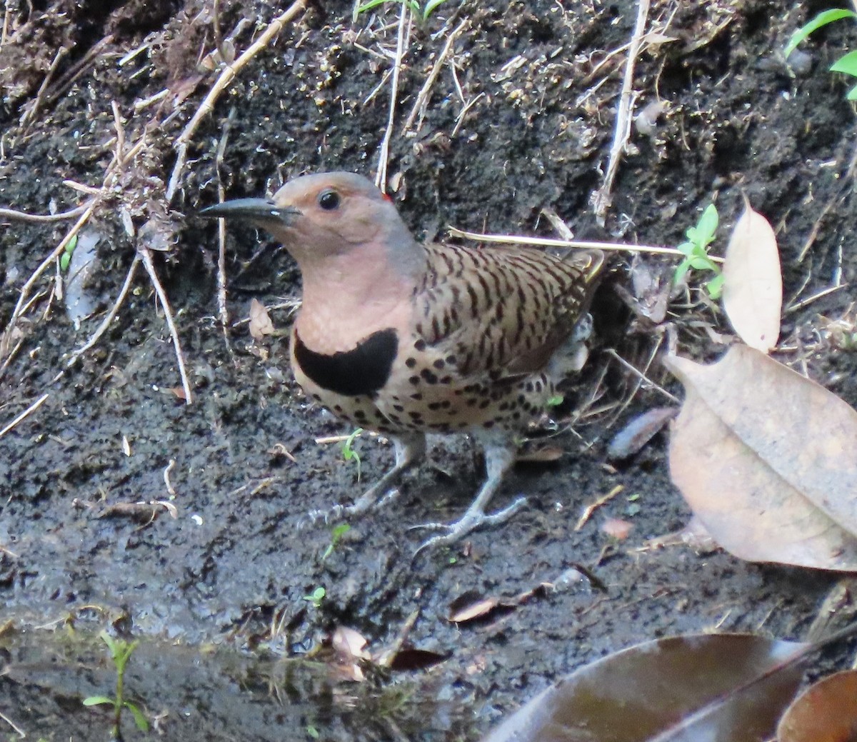Northern Flicker - ML345326831
