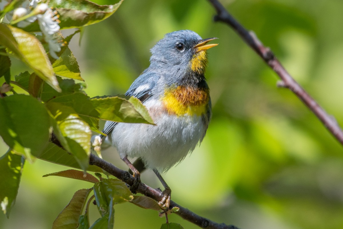 Northern Parula - ML345327351