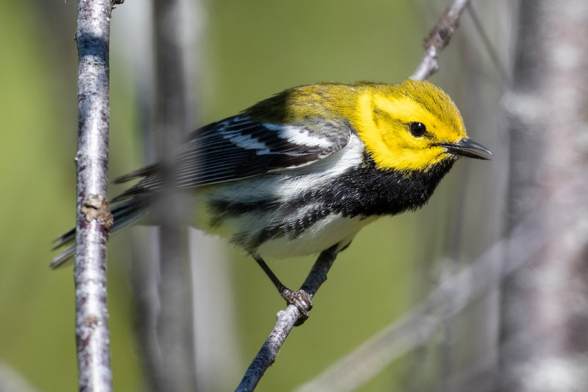 Black-throated Green Warbler - David Turgeon