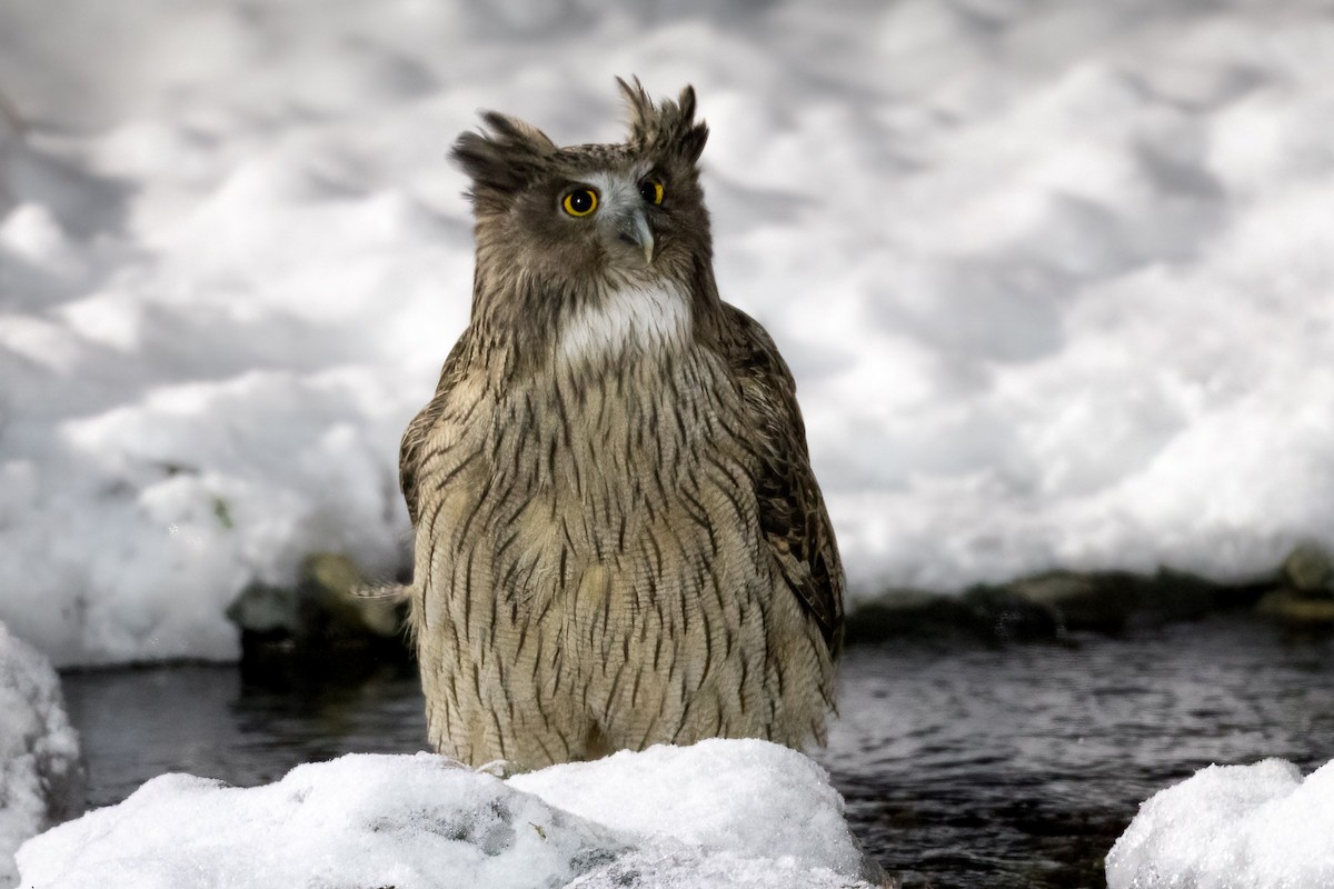 Blakiston's Fish-Owl - Julie Edgley