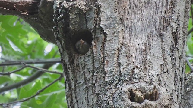 Red-bellied Woodpecker - ML345328021