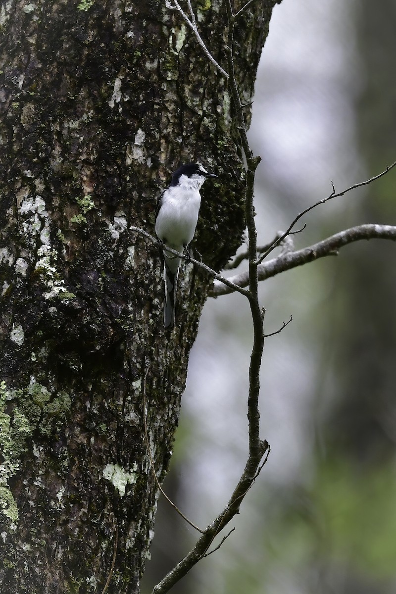 Minivet cendré - ML345329991