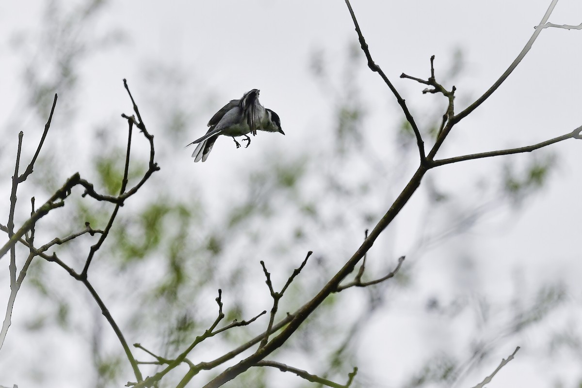 Ashy Minivet - Koji  Tagi