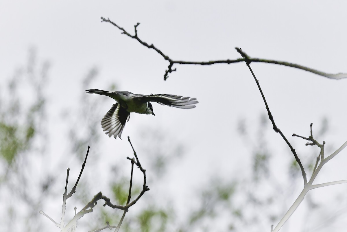 Minivet Ceniciento - ML345330021