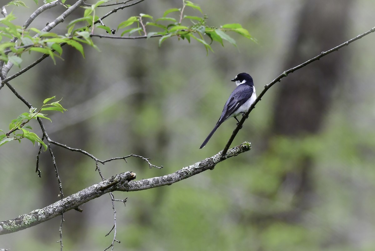 Minivet cendré - ML345330031